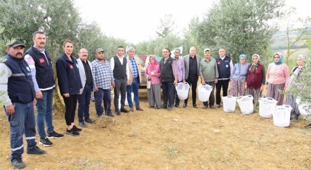 Manisa Büyükşehir, Zeytin Hasadında da Üreticilerin Yanında