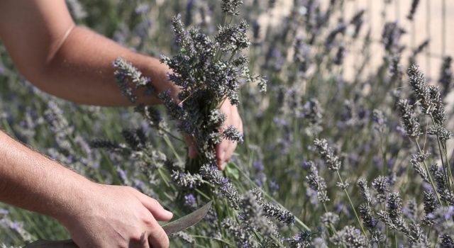 Tıbbi ve Aromatik Bitkilerin Önemi Ele Alındı