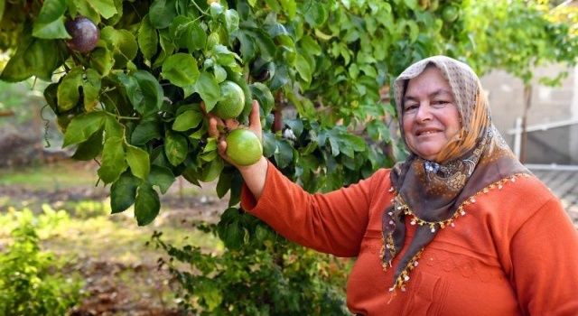 Anamurlu Passiflora Üreticileri Büyükşehir’in Destekleriyle Hasat Yaptı
