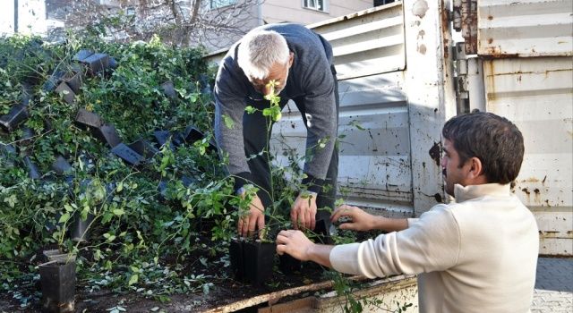 Büyükşehir’den Üreticiye Kuşburnu Fidanı Desteği