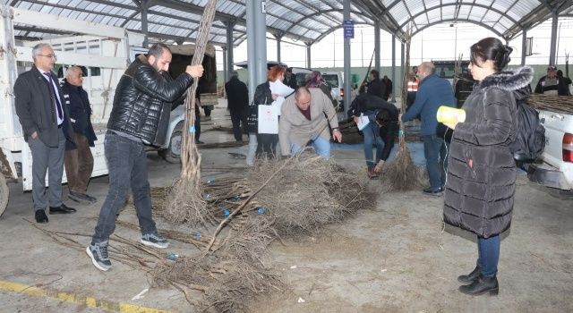 Çiftçilere Trabzon Hurması Ve Ceviz Fidanı Dağıtıldı