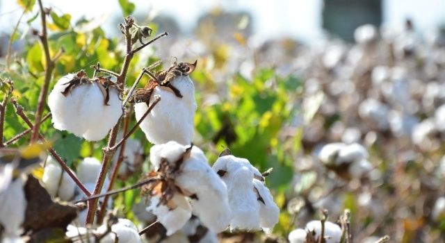 Denizli’de Pamuk Üretim Sezonunda Sona Doğru Yaklaşılıyor