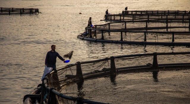 Egeli balıkçıların 11 aylık ihracatı 1 milyar doları aştı