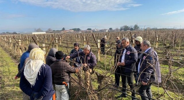 Akhisar İlçe Tarımdan Bağcılara Budama Eğitimi