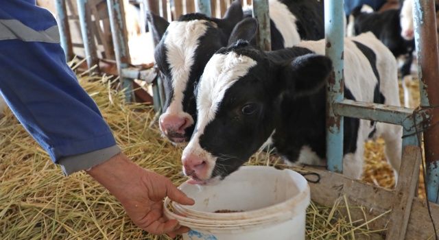Büyükşehir üreticilere süt yemi desteğine başladı