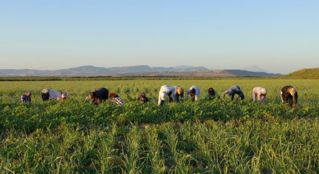 Hatay’da Tarımsal Üretimde Onarıcı Dönüşüm İçin Yola Çıktık…