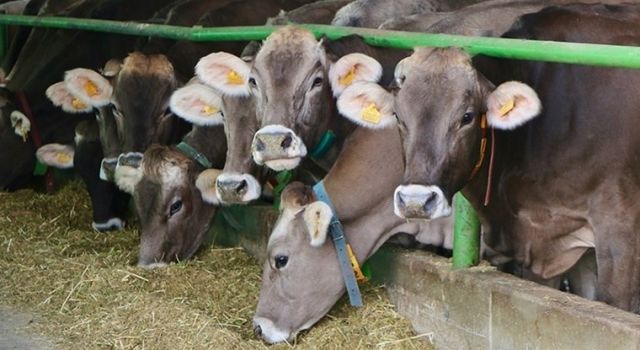 Türkiye, 2024 yılında 600 bin baş besilik sığır ithal edecek