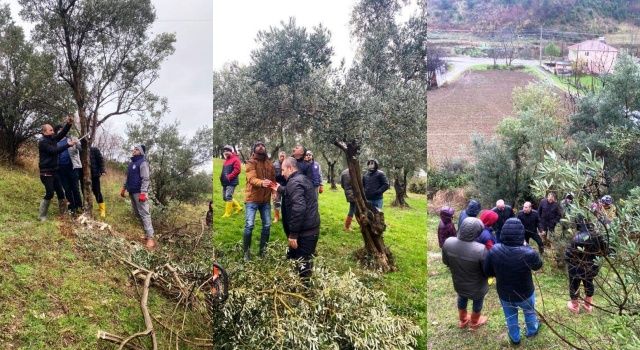 Yakakent’te Zeytin Ağaçları Rehabilete Edilecek