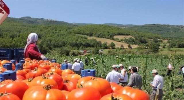 Antalya’da domates fiyatları yıllık yüzde 34 arttı