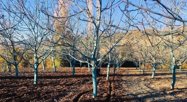 Bordo bulamacı meyve ağaçlarını hastalıklardan ve dondan koruyor