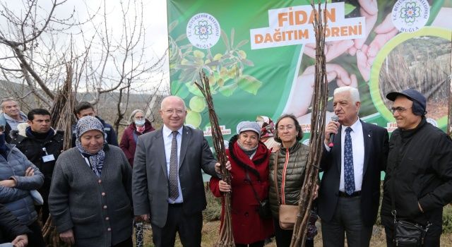 Büyükşehir Üreticilere Meyve Fidanı Dağıtımına Başladı