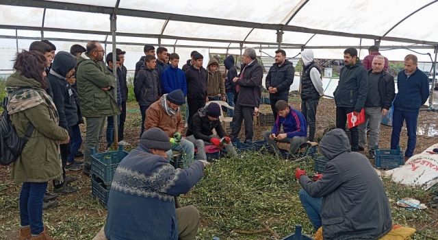 Derik’te Öğrencilere Zeytin Fidanı Üretimi Eğitimi