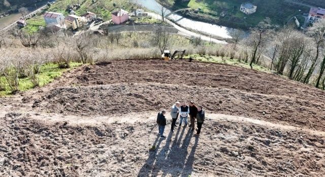 Giresun’da Fındık Bahçeleri Yenileniyor