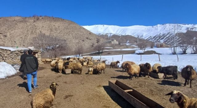 Hakkari’de genç çiftçinin hayvancılık başarısı