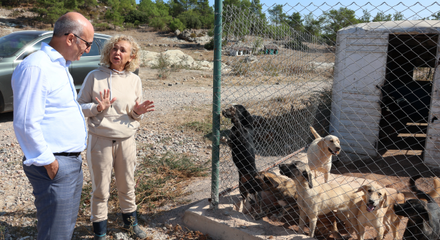 Kedi köpek maması ihracatı 10 yıl içerisinde 27 katına çıktı