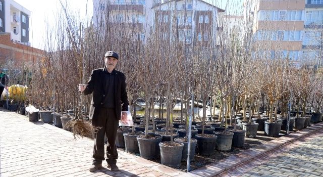 Kırşehir Belediyesi’nden meyve fidanı müjdesi