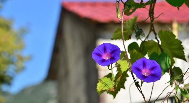 Rusya'da bahçelerin süsü sabah ihtişamı yasaklandı