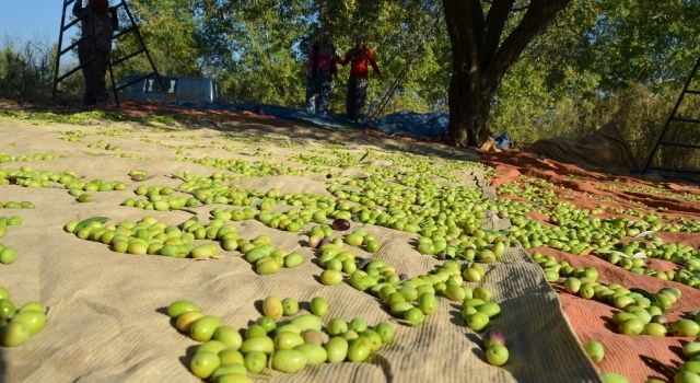 Sofralık zeytin ihracatı döviz bazında yüzde 52 arttı