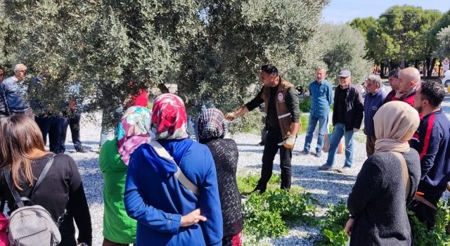 Akhisar’da Zeytin Ağacı Budama Kursları Devam Ediyor