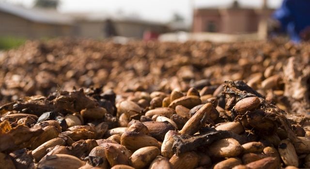 Artan kakao fiyatları çikolata ihracatçılarının gündeminde
