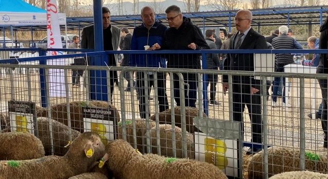 Balıkesir’de Damızlık Koç ve Koyun Dağıtımı Programıyla Üreticilere Destek