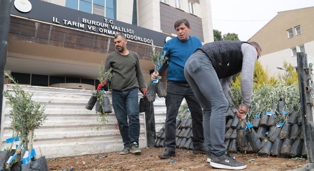 Burdur’da Zeytin Üretimi İçin Fidan Dağıtımı Yapıldı