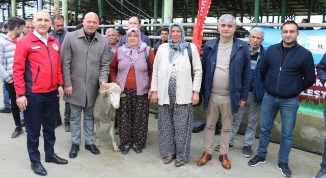 Büyükşehirden 3 Günde 250 Damızlık Koç Desteği