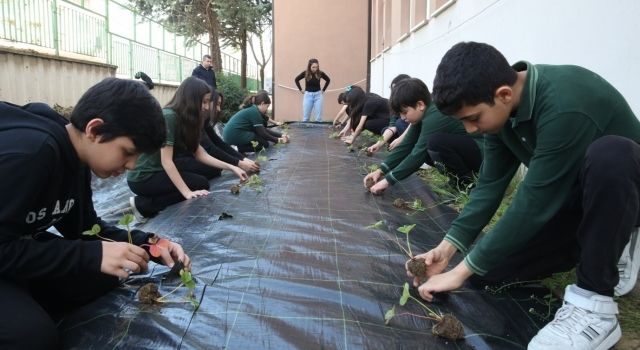 Çilek ve marul dikerek tarımla tanıştılar