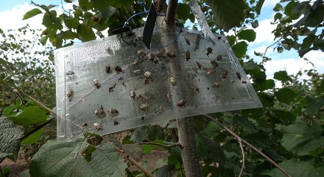 Giresun’da Kahverengi Kokarca’ya Karşı Mücadelede Önemli Adımlar