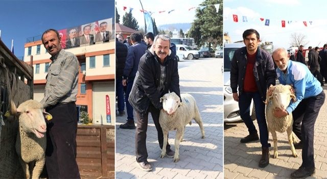 Kocaeli Büyükşehir’den Üreticilere Yüzde 50 Hibeli Damızlık Koç