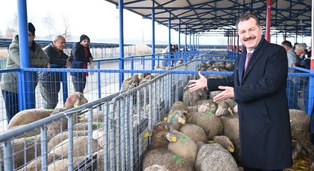 Koyunculuk alanında bu kadar destekleme veren başka bir il yok