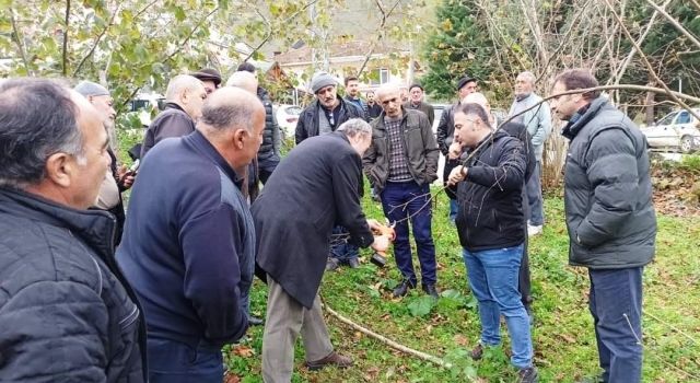 Meyve Ağaçlarında Budama Sanatı: Kaliteyi Artırmanın Yolları