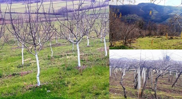 Samsun’da Meyvecilikte Gübrelemenin Önemi Vurgulandı