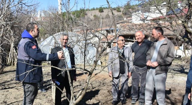 Sinop’ta Meyve Ağaçlarında Budama Eğitimi