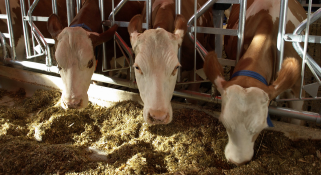 Toplanan İnek Sütü Miktarı Yıllık Yüzde 5 Arttı