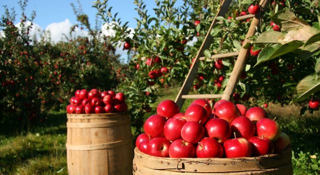 Türkiye Bitkisel Ürün Denge Tabloları Açıklandı