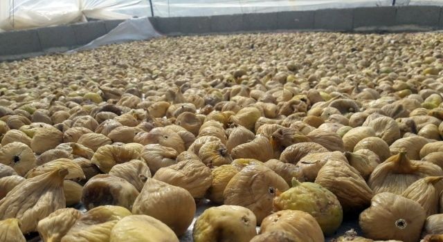 Cennet meyvesi kuru incirde sezonun ilk yarısında ihracat yüzde 21 arttı