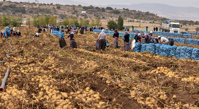 Ekmen: Yeni Cumhurbaşkanlığı Genelgesi Mevsimlik Tarım İşçilerine Umut Olabilir