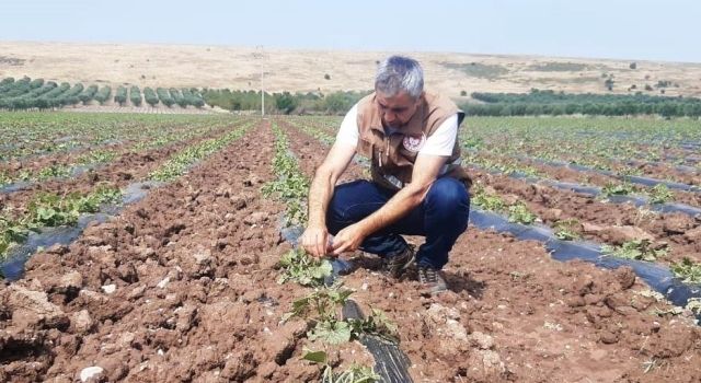 Akhisar'da Dolu Felaketi: Tarım Alanlarında Zarar!