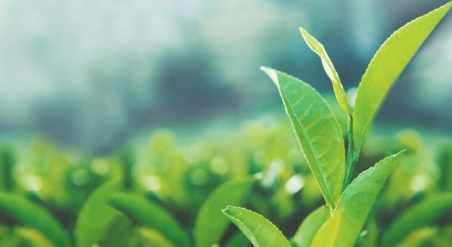 Çay Tarımında Ekolojik ve Ekonomik Kriz: Çiftçi-Sen’den Kapsamlı Çözüm Önerileri