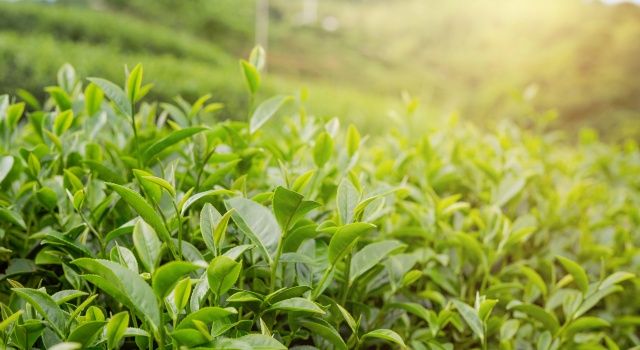 DEVA Partili Karal: 205 bin çay üreticisinin emeği enflasyona ezdirilmemeli