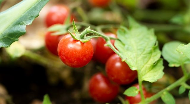 Son bir yılda domates fiyatları yüzde 88 arttı