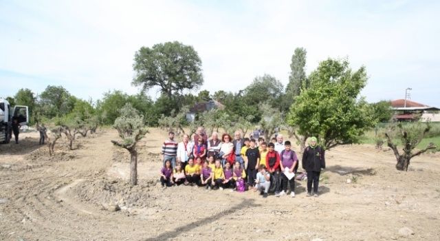 Zeytin ağaçları yeni yerine taşındı