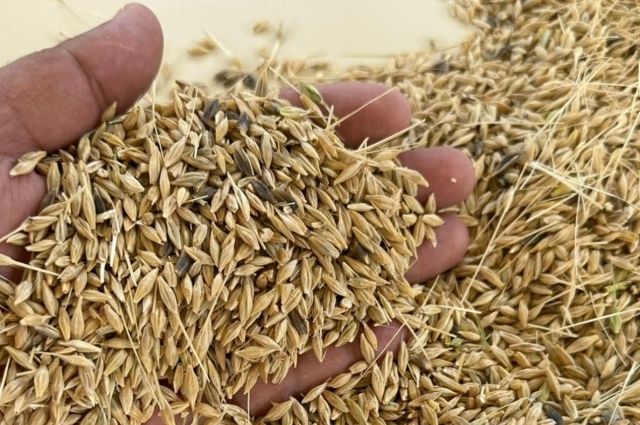 2025 İlk Arpa Sezonu Açıldı: Sembolik Fiyatla İlk Mahsul Pazarda!