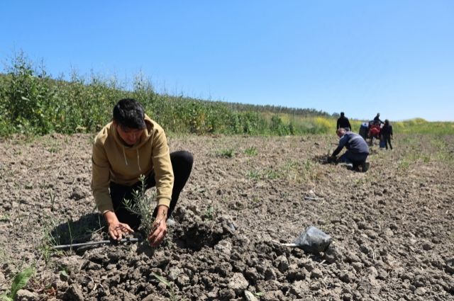 Atıl Araziye 800 Zeytin Fidanı Dikildi, Üretimde Hedef Yüzde 40 Artış!