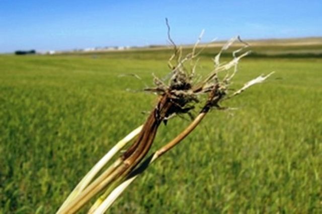 Buğdayda Büyük Tehlike: %50'ye Varan Verim Kaybına Karşı Acil Uyarı!