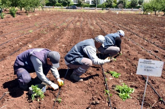 Diyarbakır Yerel Tohumları Canlandırıyor
