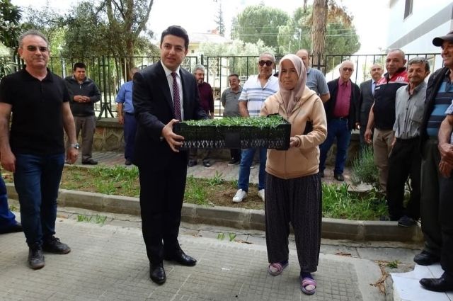 Eskişehir'de Tarıma Çifte Bayram! %75'e Varan Hibe Desteğiyle Domates ve Zeytin Fidesi Dağıtıldı!