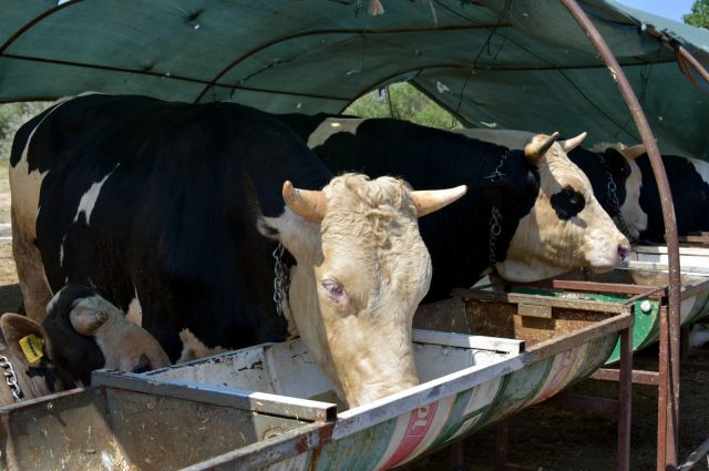 Kurban Bayramı Yaklaşırken Çiftçinin Gözü Fiyatta