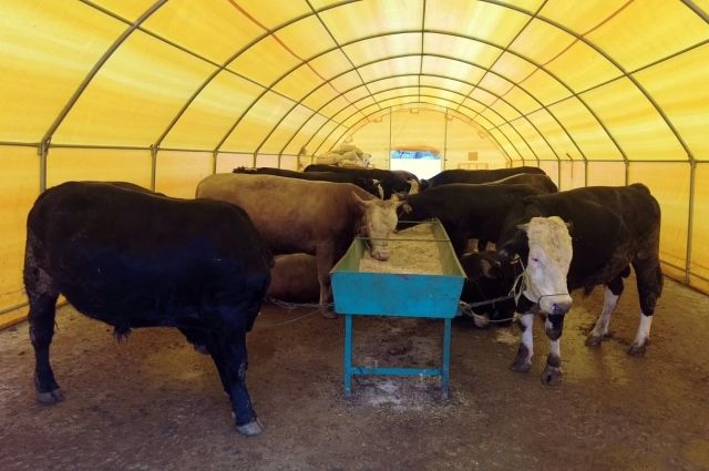 Kurban'a Sayılı Günler Kala Et Fiyatları Ne Olacak?